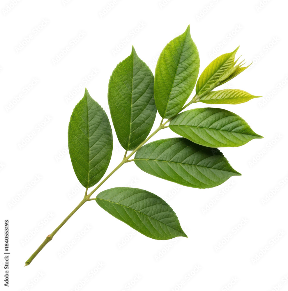 Obraz premium Vibrant green leaf branch nature botanical isolated on transparent background