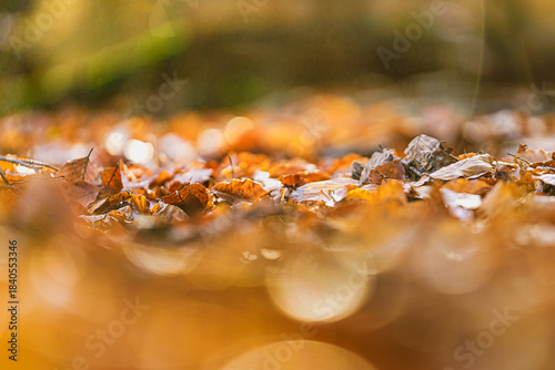 Autumn whispers through golden leaves resting softly on the forest floor
