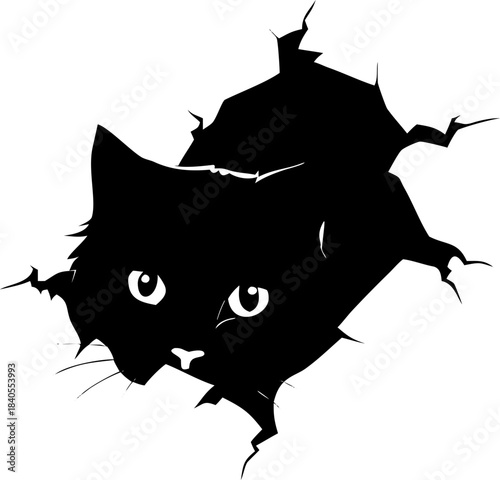 black cat on white background