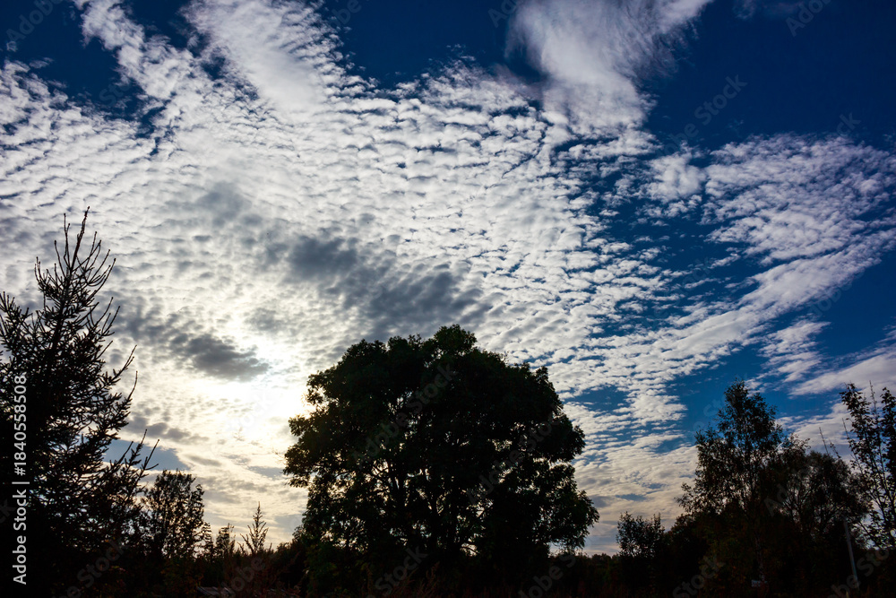 Obraz premium Dramatic sky with striking altocumulus clouds scattered across deep blue, silhouetting a large lush tree and surrounding foliage at twilight