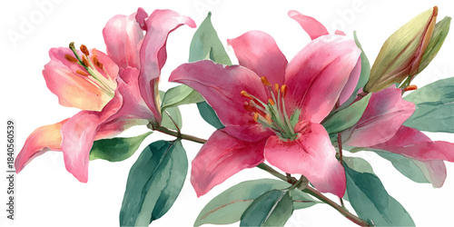 Delicate watercolor painting of pink lily flowers with green leaves on a white background