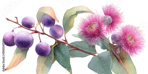 Delicate watercolor painting of a eucalyptus branch with purple fruit and pink blossoms