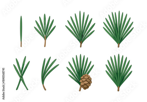 Pine tree branches collection, needles and cone, flat vector illustration