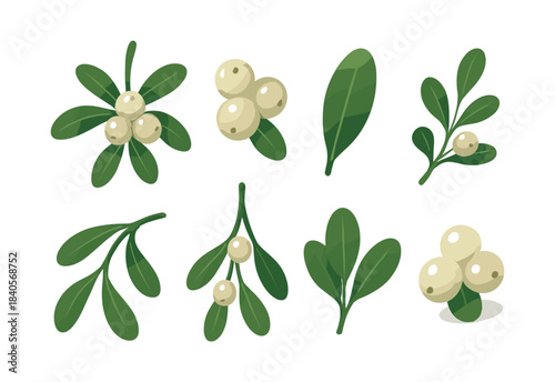 Mistletoe and berries vector illustration, floral elements, flat vector style
