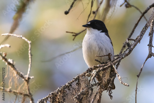 European pied flycatcher