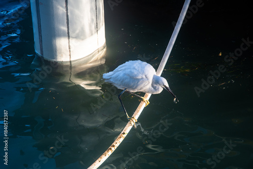 Una garzetta in bilico su una corda con un piccolo pesce appena pescato nel becco