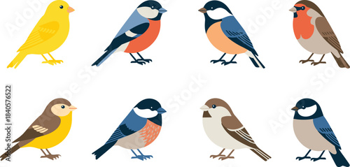 Colorful collection of cute songbirds in flat minimalist style, diverse small bird species illustration set for wildlife and nature design