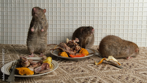 A brown-red rat sits in front of a plate with the remains of bird bones and tangerine peels, the scraps from the meal after party.