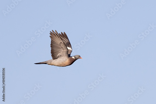 wood pigeon