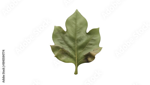 Sassafras Leaf on Isolated Background