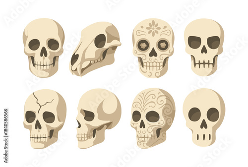 Skull collection, flat vector illustration, skeleton, bone, decorative design