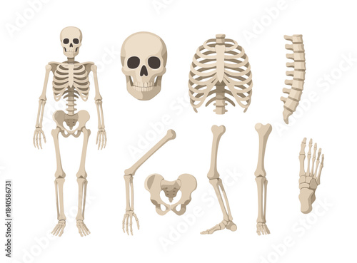 Human skeleton, muscle anatomy and bones chart, flat vector illustration