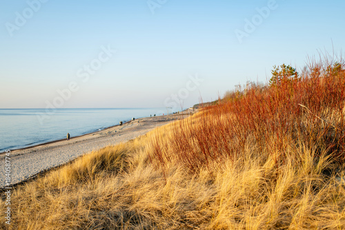 Fototapeta Naklejka Na Ścianę i Meble -  Golden beach grass and red winter shrubs frame the calm Baltic Sea under a blue sky. A serene coastal landscape in winter light, quiet and wind-shaped.