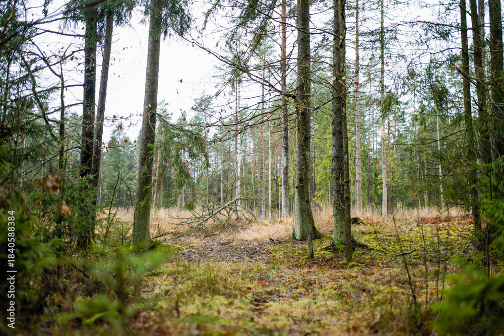 Fototapeta premium Mossy ground and evergreen trees in a damp Lithuanian forest under grey skies. Late autumn or snowless winter, quiet northern woodland in stillness.