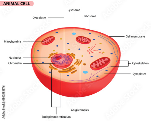 Animal Cell Structure Illustration, Animal Cell Labeled Diagram