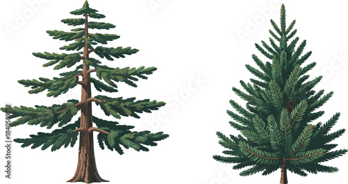 Coniferous tree illustration set, redwood and fir comparison, stylized evergreen foliage and trunk designs, vector botanical graphics