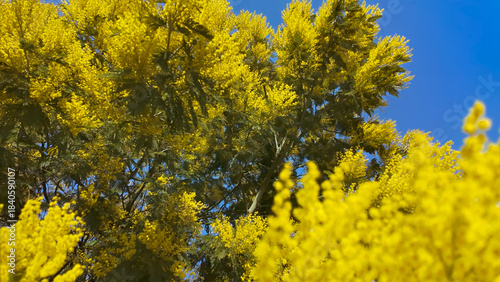 A blooming mimosa tree fills the frame with dense yellow flowers, contrasted against a vivid blue spring sky.