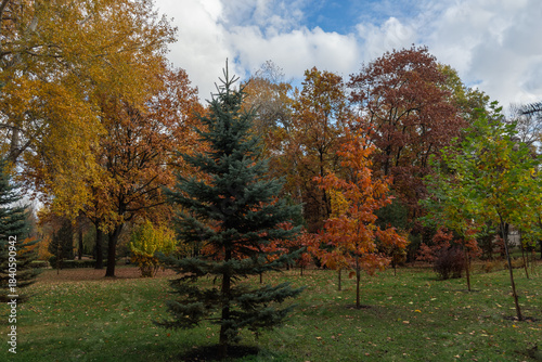 Section of old autumn park with young trees on foreground