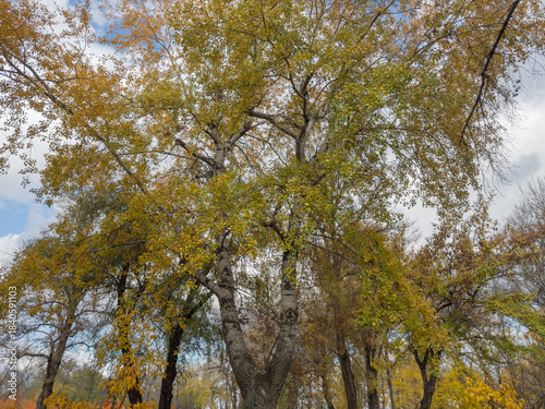 Upper part of old aspen, bottom up view against sky
