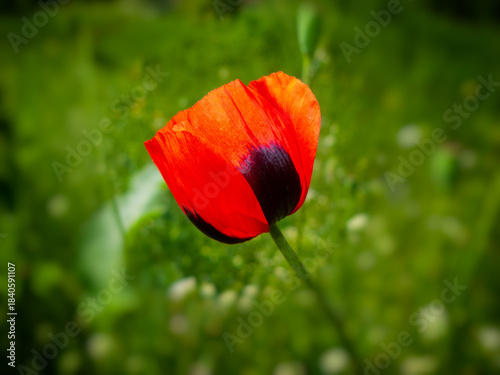 Wild poppy flower against a background of blooming grasses in a meadow.