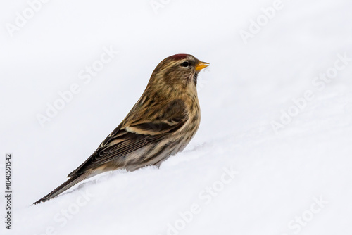Common redpoll