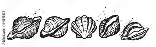 Five diverse hand-drawn seashells in a rustic artistic style with textured details and ink splatters, evoking a vintage oceanographic illustration.