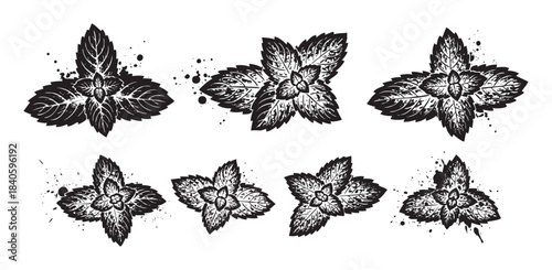 Stylized mint leaves graphic illustration set with a grunge texture and ink splatters, perfect for culinary or herbal design projects.