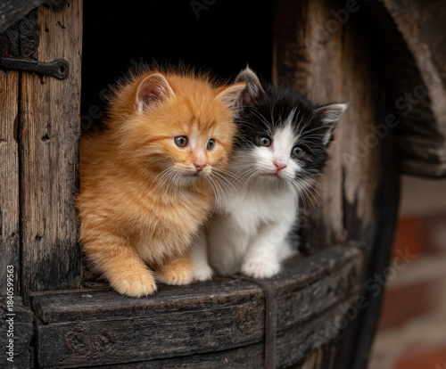 Kittens playing inside an e...