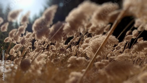 Low angle of dry winter grass backlit by bright sun flare, peaceful nature detail with soft focus