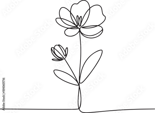 Continuous line art illustration of flower alongside unopened bud with natural sketch contour