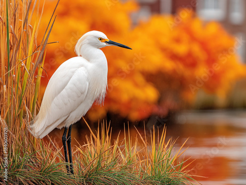 snowy egret bird in marsh