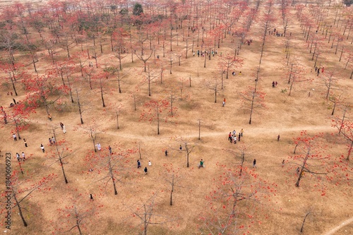 Aerial view of a vibrant landscape dotted with red flowers, creating a striking contrast against the brown earth and attracting many people, Tahirpur, Sylhet Division, Bangladesh.