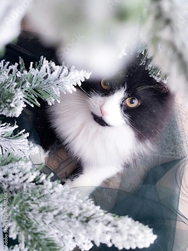 Adorable white Persian cat kitten with beautiful blue eyes and fluffy fur looking at Christmas decorations in a tree