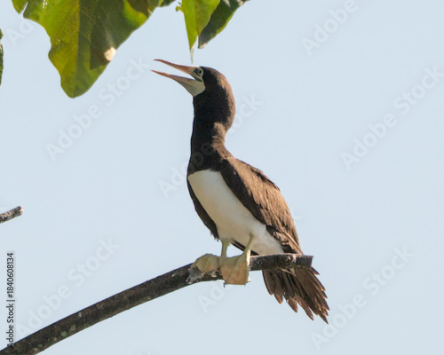 Photography Cocos Booby birds in Costa Rica