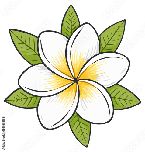 Floral illustration of plumeria blossom with green leaves in vector design