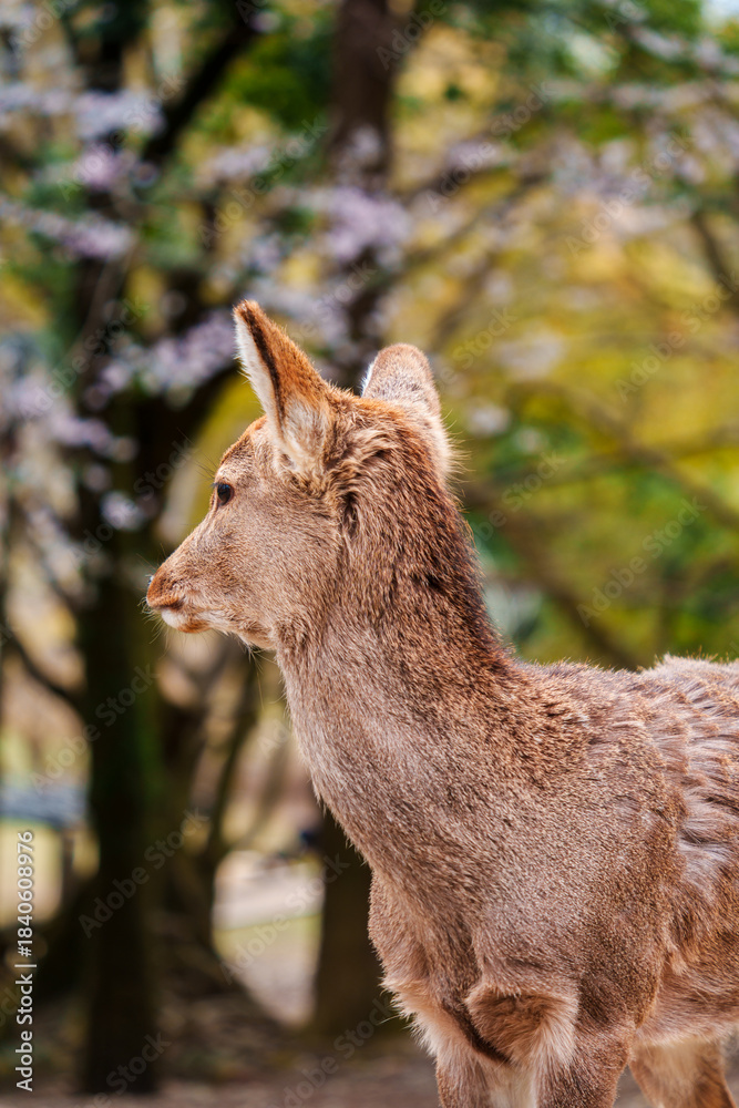 Fototapeta premium Brown fawn deer looking at something in the forest during springtime at Nara Park, Japan