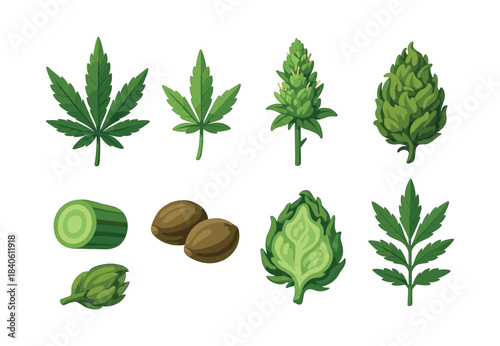 Cannabis and hops collection, flat vector illustration of leaves and seeds