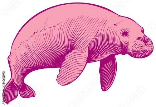 Detailed pink illustration of a sea cow swimming gracefully, showing intricate line art