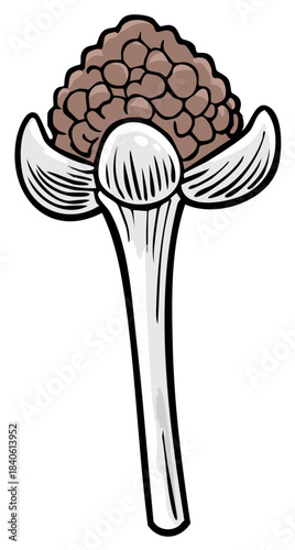 Cartoon drawing whole clove spice aromatic ingredient for cooking dishes or tea