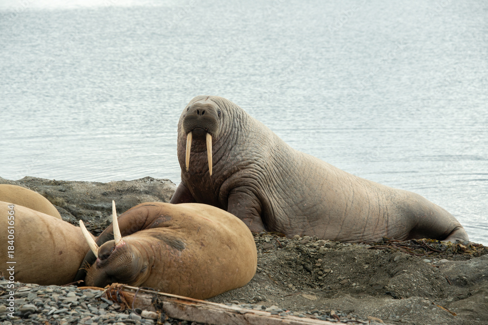 Fototapeta premium Morse, Odobenus rosmarus, Spitzberg, Svalbard, Norvège
