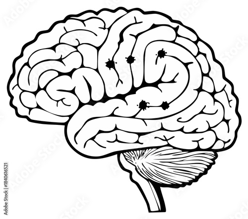 Brain illustration with bullet holes, neuroanatomy concept