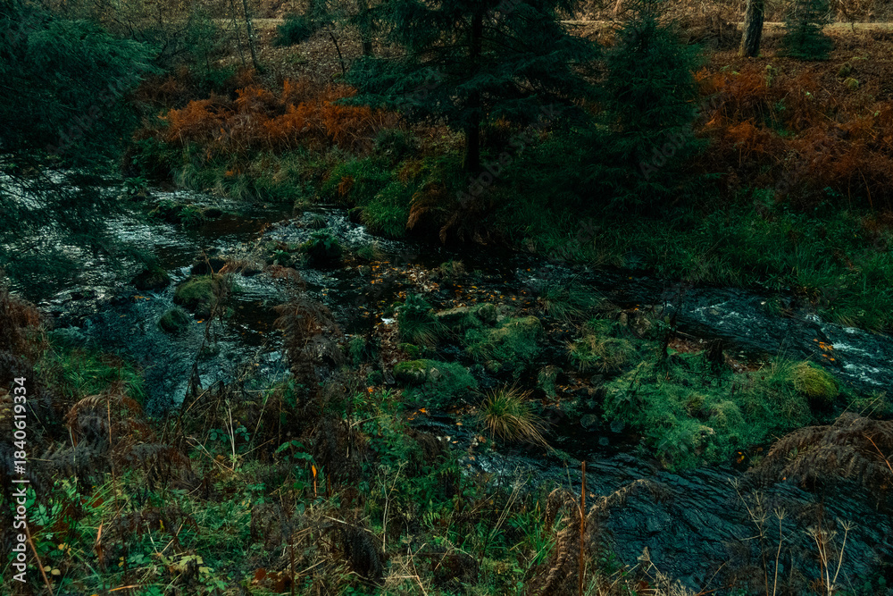 Obraz premium forest in autumn