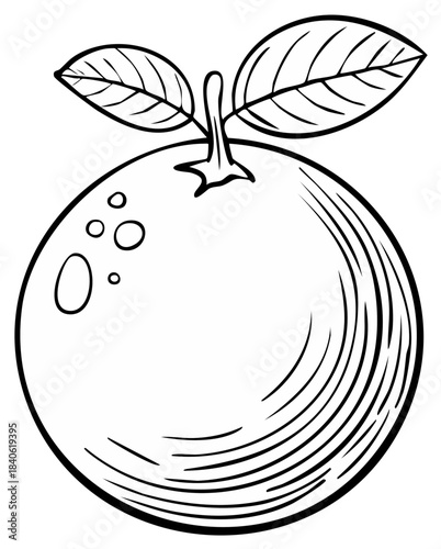 Simple Line Art of Fresh Orange with Leaves and Stem, Outline Vector Illustration of Citrus Fruit