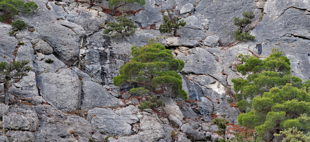 Obraz premium Russia, Republic of Crimea. View of trees and shrubs growing on very steep and smooth cliffs on the Black Sea coast near the town of Sudak.