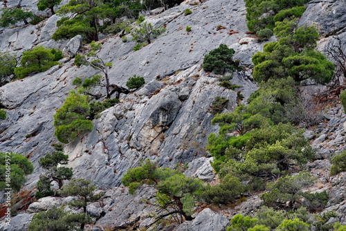 Russia, Republic of Crimea. View of trees and shrubs growing on very steep and smooth cliffs on the Black Sea coast near the town of Sudak.
