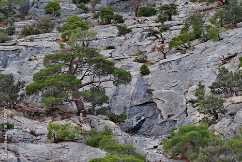 Russia, Republic of Crimea. View of trees and shrubs growing on very steep and smooth cliffs on the Black Sea coast near the town of Sudak.