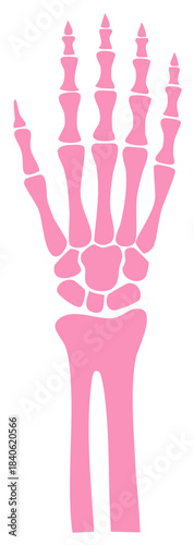 Pink hand skeleton illustration. Human anatomy design element for medical and Halloween visuals.