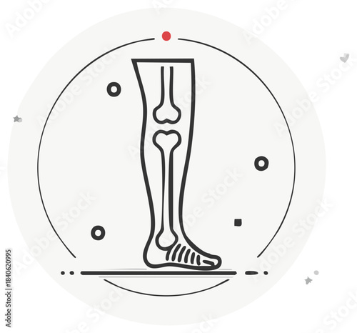 Human Leg Bones Anatomy Medical Illustration in Line Art Style