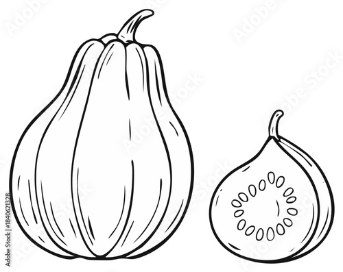 Outline illustration of a whole butternut squash and a slice showing seeds and flesh