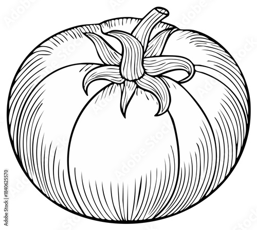 Vintage illustration of a tomato in black and white, isolated on white